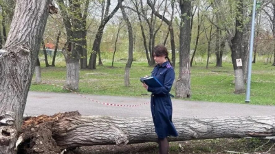 Рухнувшее дерево убило ребёнка, ещё один пострадал 27/04/2026 &ndash; Новости