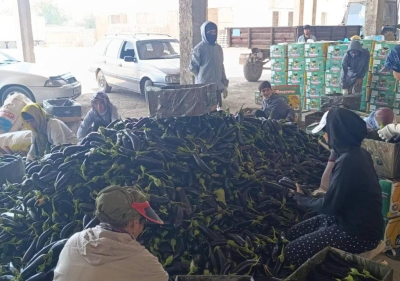 Первый урожай баклажанов собирают в Туркестанской области