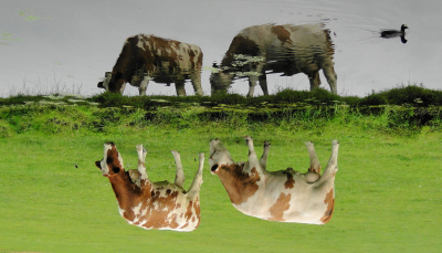 Данкверт заявил об отсутствии рисков для потребителей после вспышки в Сибири