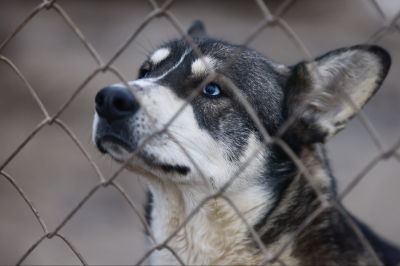 Татарстанцам напомнили о штрафах за отсутствие регистрации домашних собак
