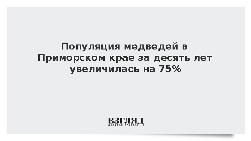 Популяция медведей в Приморском крае за десять лет увеличилась на 75%