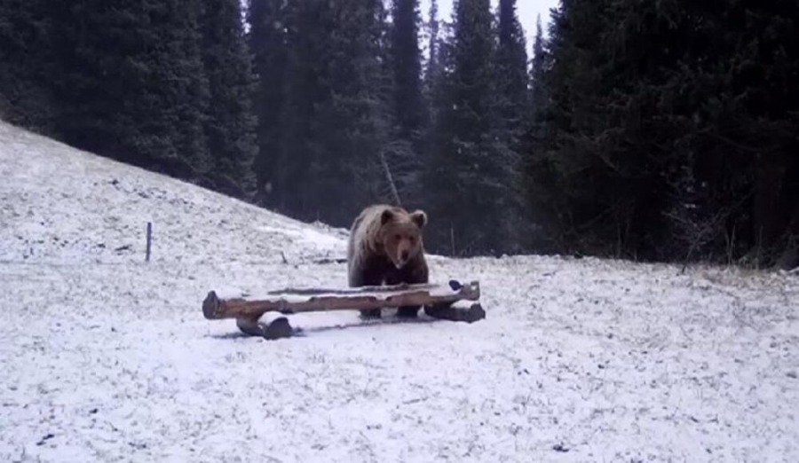 Фотоловушки засняли бурого медведя на территории нацпарка "Кольсайские озера"   