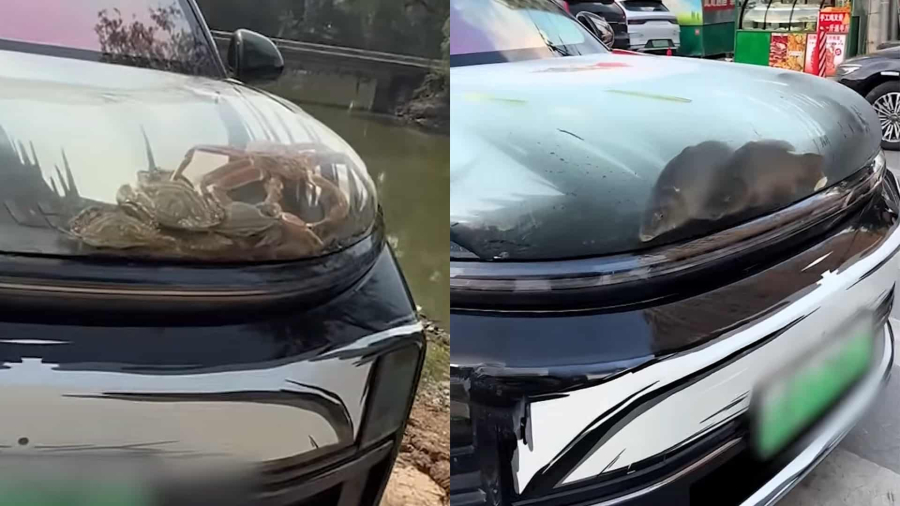 В Китае автомобилисты создают «аквариумы» на капотах авто